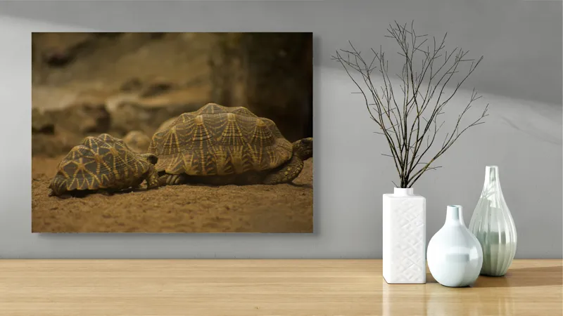 Tablou Canvas, "Țestoasele în căutarea soarelui", Țestoase, Nisip, Carapace, Model, Natură, Reptile, Tranquilitate, Pământiu, Detaliu., 70 x 50 cm – poza 3