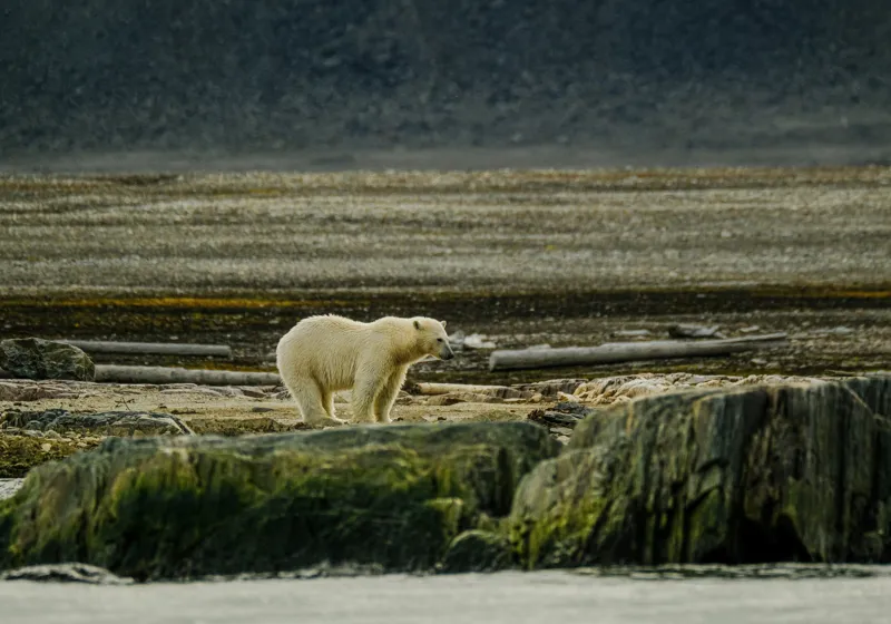 Tablou Canvas, "Urs polar pe țărmul arctic pustiu", Urs, Polar, Teren, Stânci, Natură, Nordic, Peisaj, Blană, Izolare, Sălbăticie, 100 x 70 cm – poza 2