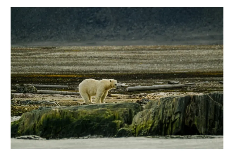 Tablou Canvas, "Urs polar pe țărmul arctic pustiu", Urs, Polar, Teren, Stânci, Natură, Nordic, Peisaj, Blană, Izolare, Sălbăticie, 39 x 26 cm