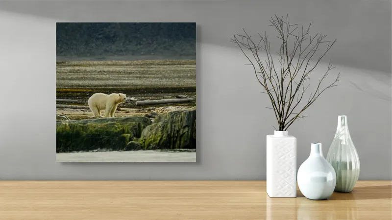 Tablou Canvas, "Urs polar pe țărmul arctic pustiu", Urs, Polar, Teren, Stânci, Natură, Nordic, Peisaj, Blană, Izolare, Sălbăticie, 50 x 50 cm – poza 3