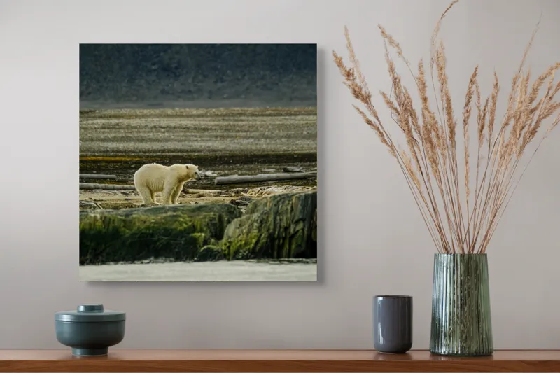 Tablou Canvas, "Urs polar pe țărmul arctic pustiu", Urs, Polar, Teren, Stânci, Natură, Nordic, Peisaj, Blană, Izolare, Sălbăticie, 50 x 50 cm – poza 4