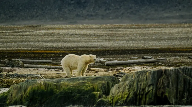 Tablou Canvas, "Urs polar pe țărmul arctic pustiu", Urs, Polar, Teren, Stânci, Natură, Nordic, Peisaj, Blană, Izolare, Sălbăticie, 90 x 50 cm – poza 2