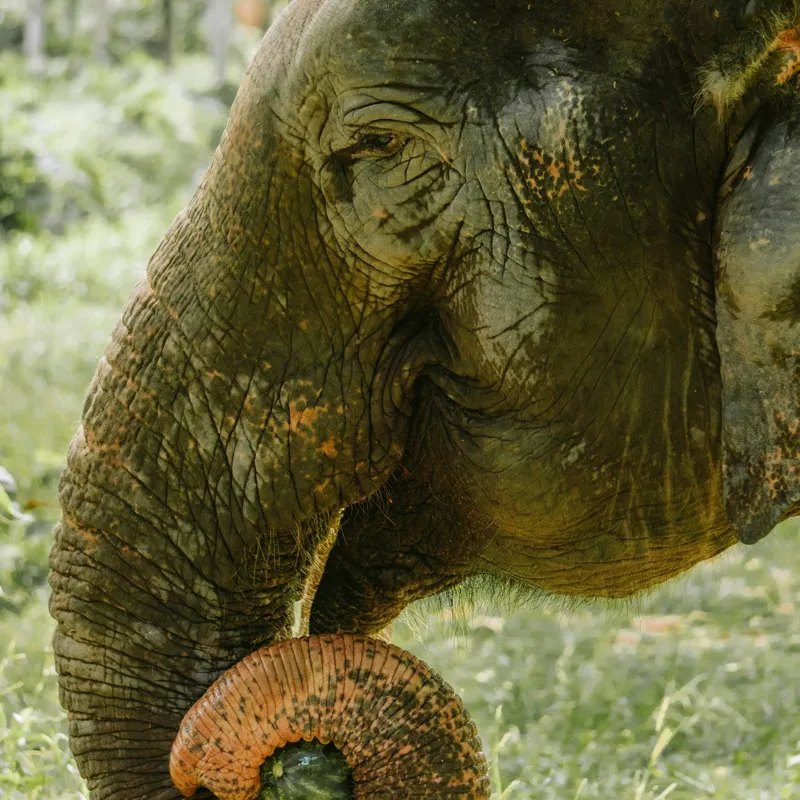 Tablou Canvas, "Elefantul în pădurea tropicală verde", Nu pot identifica cine este în imagine., 100 x 100 cm – poza 2