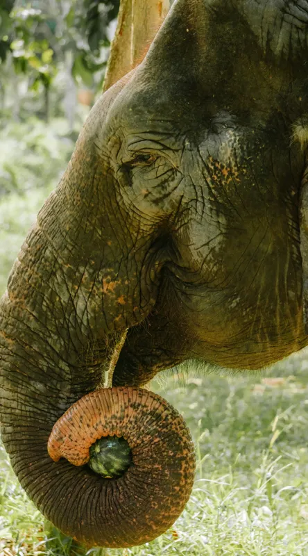 Tablou Canvas, "Elefantul în pădurea tropicală verde", Nu pot identifica cine este în imagine., 50 x 90 cm – poza 2