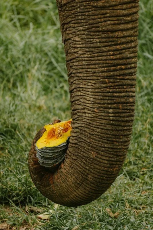 Tablou Canvas, "Trunchiul de elefant cu gust de dovleac", I don't know who this is., 26 x 39 cm – poza 2