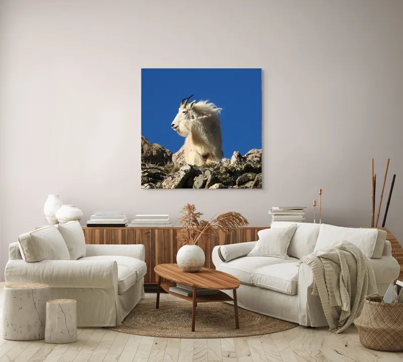 Tablou Canvas, "Capra de munte în adierea vântului", Capră, Alpină, Stânci, Cer, Albastru, Maiestate, Blană, Vânt, Sălbatică, Natură, 100 x 100 cm – poza 3