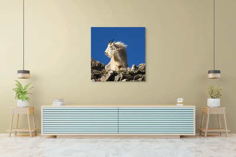 Tablou Canvas, "Capra de munte în adierea vântului", Capră, Alpină, Stânci, Cer, Albastru, Maiestate, Blană, Vânt, Sălbatică, Natură, 100 x 100 cm – poza 5
