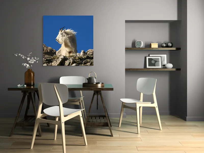 Tablou Canvas, "Capra de munte în adierea vântului", Capră, Alpină, Stânci, Cer, Albastru, Maiestate, Blană, Vânt, Sălbatică, Natură, 100 x 100 cm – poza 6