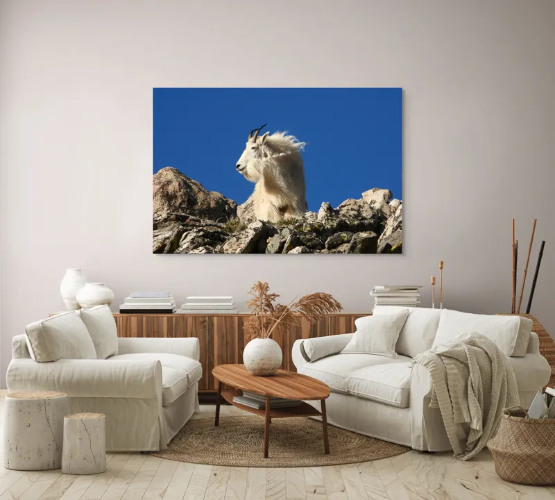 Tablou Canvas, "Capra de munte în adierea vântului", Capră, Alpină, Stânci, Cer, Albastru, Maiestate, Blană, Vânt, Sălbatică, Natură, 150 x 100 cm – poza 3