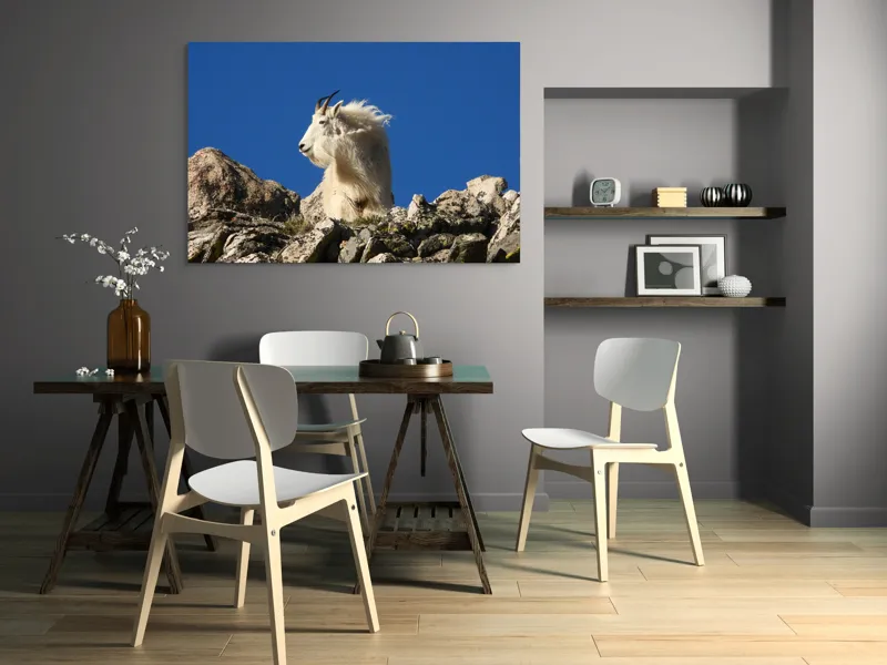 Tablou Canvas, "Capra de munte în adierea vântului", Capră, Alpină, Stânci, Cer, Albastru, Maiestate, Blană, Vânt, Sălbatică, Natură, 150 x 100 cm – poza 5