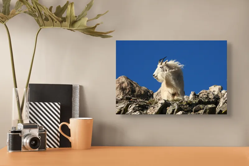 Tablou Canvas, "Capra de munte în adierea vântului", Capră, Alpină, Stânci, Cer, Albastru, Maiestate, Blană, Vânt, Sălbatică, Natură, 39 x 26 cm – poza 3