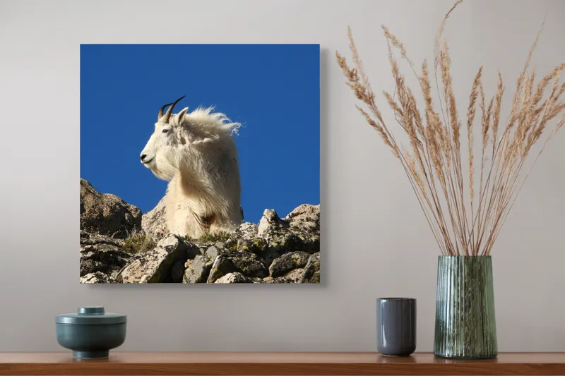 Tablou Canvas, "Capra de munte în adierea vântului", Capră, Alpină, Stânci, Cer, Albastru, Maiestate, Blană, Vânt, Sălbatică, Natură, 50 x 50 cm – poza 4
