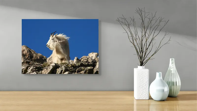 Tablou Canvas, "Capra de munte în adierea vântului", Capră, Alpină, Stânci, Cer, Albastru, Maiestate, Blană, Vânt, Sălbatică, Natură, 54 x 39 cm – poza 3