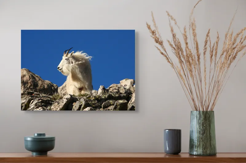 Tablou Canvas, "Capra de munte în adierea vântului", Capră, Alpină, Stânci, Cer, Albastru, Maiestate, Blană, Vânt, Sălbatică, Natură, 54 x 39 cm – poza 4