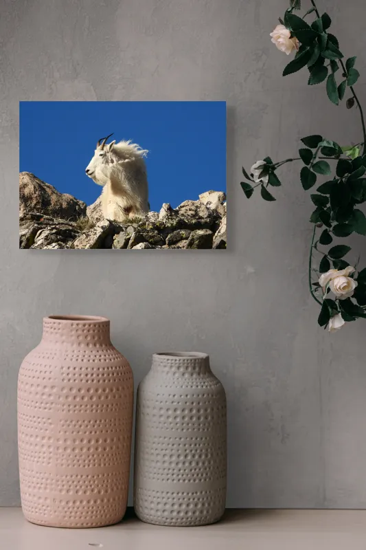 Tablou Canvas, "Capra de munte în adierea vântului", Capră, Alpină, Stânci, Cer, Albastru, Maiestate, Blană, Vânt, Sălbatică, Natură, 54 x 39 cm – poza 8