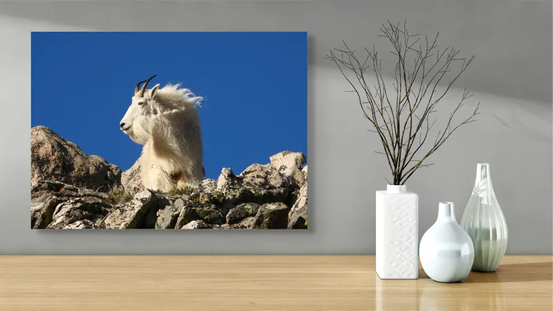 Tablou Canvas, "Capra de munte în adierea vântului", Capră, Alpină, Stânci, Cer, Albastru, Maiestate, Blană, Vânt, Sălbatică, Natură, 70 x 50 cm – poza 3