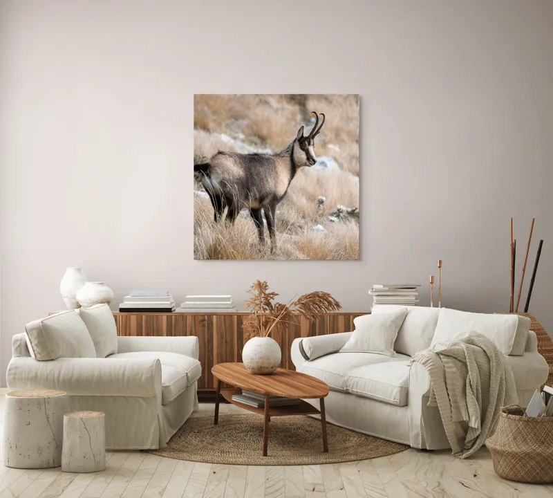 Tablou Canvas, "Capră neagră în peisaj montan toamna", Goat, Horns, Grass, Nature, Stare, Mountain, Wild, Animal, Fur, Tranquil., 100 x 100 cm – poza 3