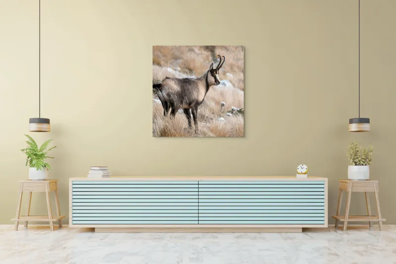 Tablou Canvas, "Capră neagră în peisaj montan toamna", Goat, Horns, Grass, Nature, Stare, Mountain, Wild, Animal, Fur, Tranquil., 100 x 100 cm – poza 5