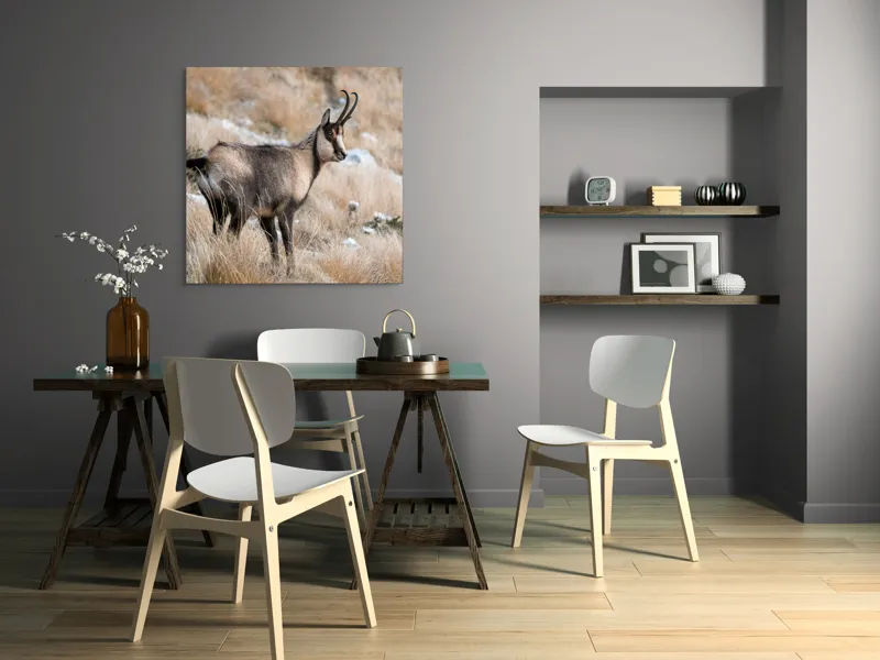 Tablou Canvas, "Capră neagră în peisaj montan toamna", Goat, Horns, Grass, Nature, Stare, Mountain, Wild, Animal, Fur, Tranquil., 100 x 100 cm – poza 6