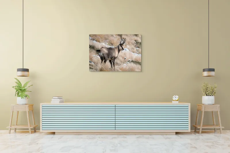 Tablou Canvas, "Capră neagră în peisaj montan toamna", Goat, Horns, Grass, Nature, Stare, Mountain, Wild, Animal, Fur, Tranquil., 100 x 70 cm – poza 4