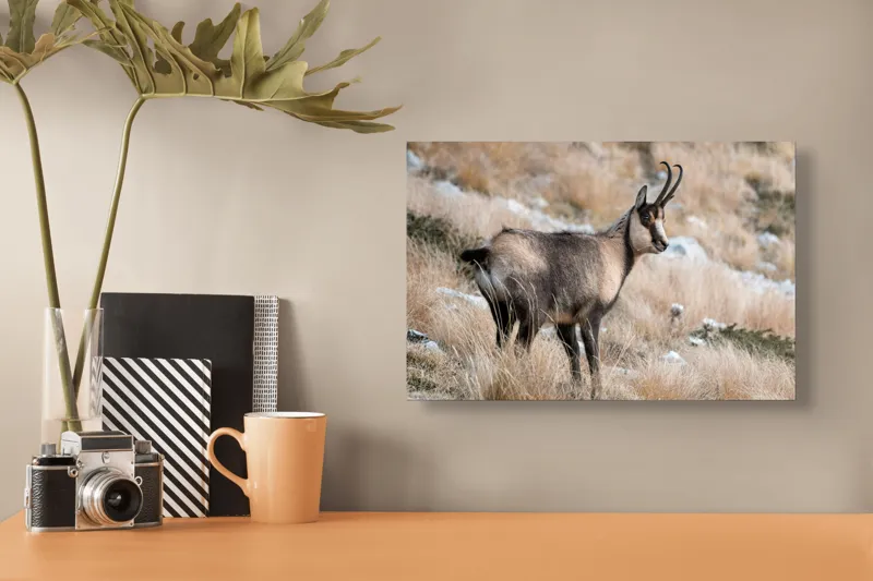 Tablou Canvas, "Capră neagră în peisaj montan toamna", Goat, Horns, Grass, Nature, Stare, Mountain, Wild, Animal, Fur, Tranquil., 39 x 26 cm – poza 3