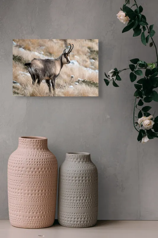 Tablou Canvas, "Capră neagră în peisaj montan toamna", Goat, Horns, Grass, Nature, Stare, Mountain, Wild, Animal, Fur, Tranquil., 39 x 26 cm – poza 4