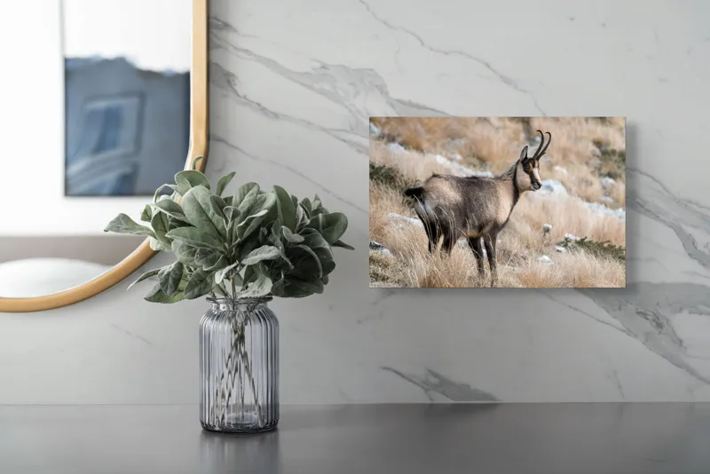 Tablou Canvas, "Capră neagră în peisaj montan toamna", Goat, Horns, Grass, Nature, Stare, Mountain, Wild, Animal, Fur, Tranquil., 39 x 26 cm – poza 5