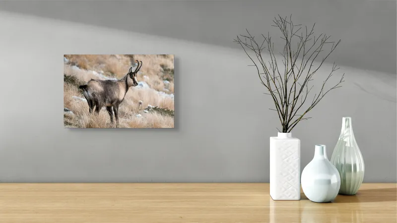 Tablou Canvas, "Capră neagră în peisaj montan toamna", Goat, Horns, Grass, Nature, Stare, Mountain, Wild, Animal, Fur, Tranquil., 39 x 26 cm – poza 8