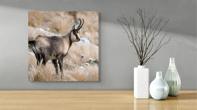 Tablou Canvas, "Capră neagră în peisaj montan toamna", Goat, Horns, Grass, Nature, Stare, Mountain, Wild, Animal, Fur, Tranquil., 50 x 50 cm – poza 3