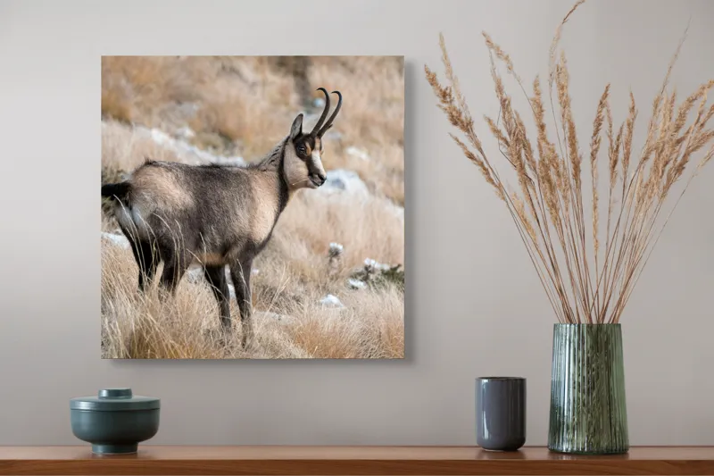 Tablou Canvas, "Capră neagră în peisaj montan toamna", Goat, Horns, Grass, Nature, Stare, Mountain, Wild, Animal, Fur, Tranquil., 50 x 50 cm – poza 4