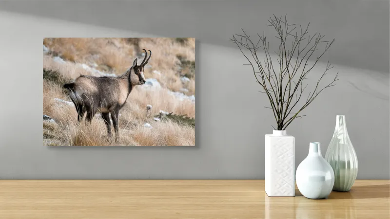 Tablou Canvas, "Capră neagră în peisaj montan toamna", Goat, Horns, Grass, Nature, Stare, Mountain, Wild, Animal, Fur, Tranquil., 54 x 39 cm – poza 3