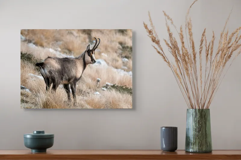Tablou Canvas, "Capră neagră în peisaj montan toamna", Goat, Horns, Grass, Nature, Stare, Mountain, Wild, Animal, Fur, Tranquil., 54 x 39 cm – poza 4