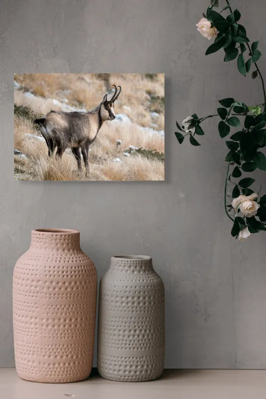 Tablou Canvas, "Capră neagră în peisaj montan toamna", Goat, Horns, Grass, Nature, Stare, Mountain, Wild, Animal, Fur, Tranquil., 54 x 39 cm – poza 8