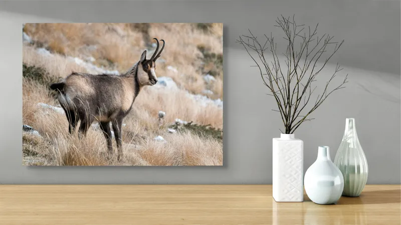 Tablou Canvas, "Capră neagră în peisaj montan toamna", Goat, Horns, Grass, Nature, Stare, Mountain, Wild, Animal, Fur, Tranquil., 70 x 50 cm – poza 3