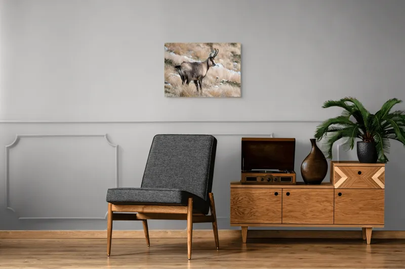 Tablou Canvas, "Capră neagră în peisaj montan toamna", Goat, Horns, Grass, Nature, Stare, Mountain, Wild, Animal, Fur, Tranquil., 70 x 50 cm – poza 4