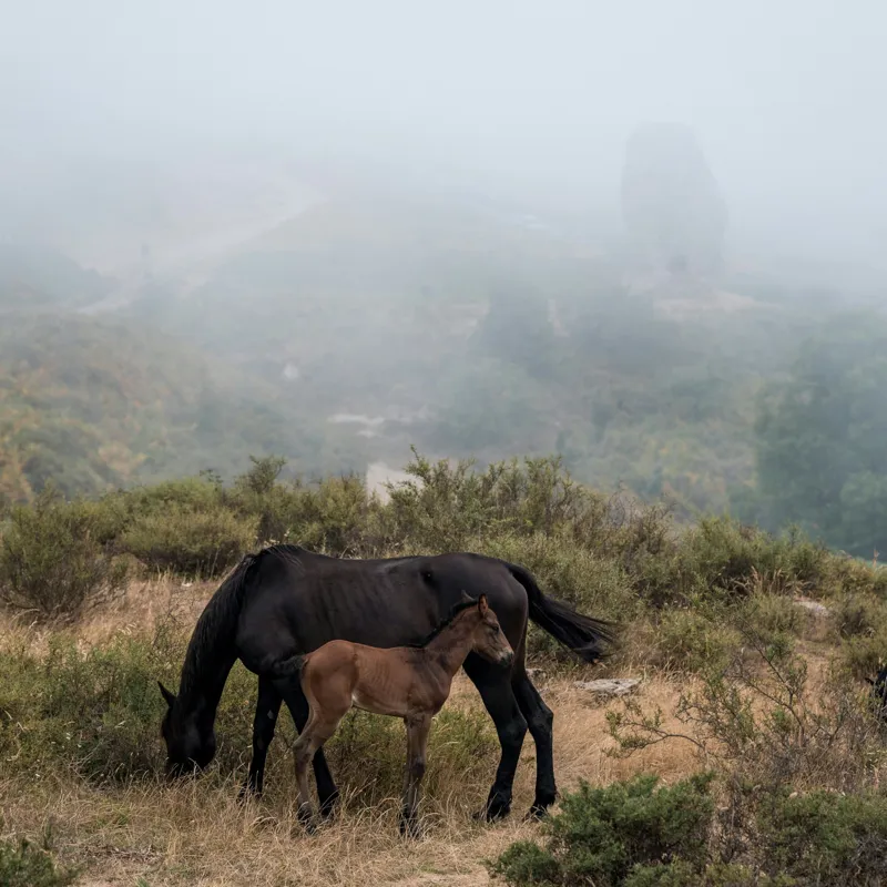 Tablou Canvas, "Mângâierea dimineții în ceață densă", Cai, Pășuni, Ceață, Natură, Mânz, Peisaj, Plante, Dealuri, Sălbăticie, Cer, Verdeață., 100 x 100 cm – poza 2