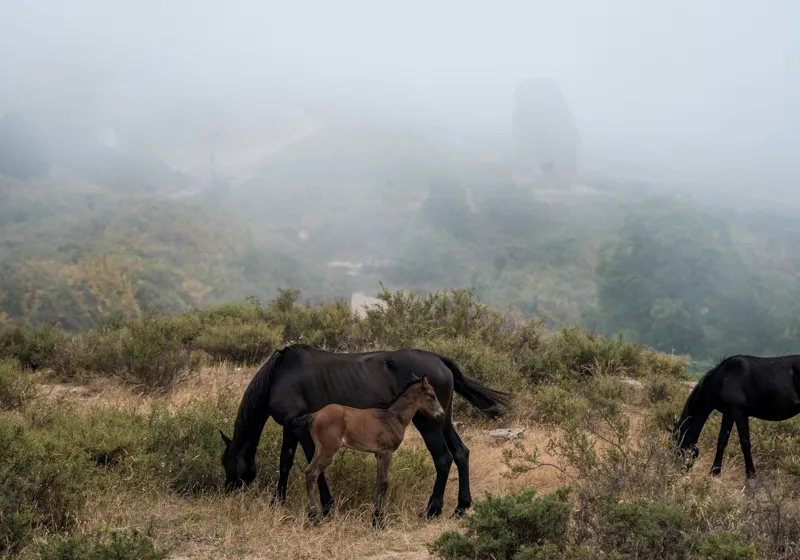 Tablou Canvas, "Mângâierea dimineții în ceață densă", Cai, Pășuni, Ceață, Natură, Mânz, Peisaj, Plante, Dealuri, Sălbăticie, Cer, Verdeață., 100 x 70 cm – poza 2