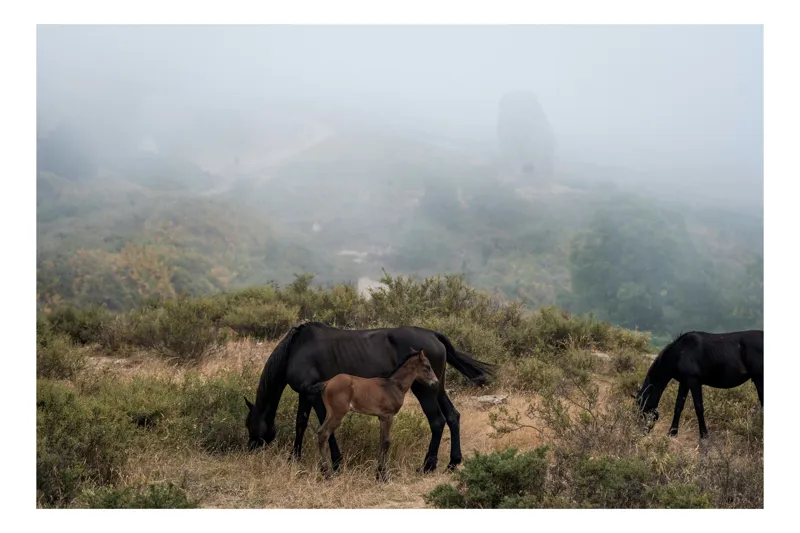 Tablou Canvas, "Mângâierea dimineții în ceață densă", Cai, Pășuni, Ceață, Natură, Mânz, Peisaj, Plante, Dealuri, Sălbăticie, Cer, Verdeață., 150 x 100 cm