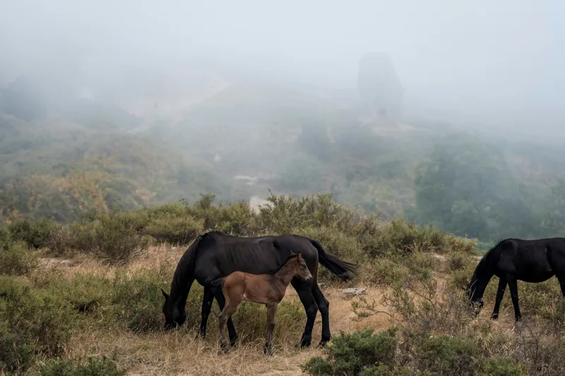 Tablou Canvas, "Mângâierea dimineții în ceață densă", Cai, Pășuni, Ceață, Natură, Mânz, Peisaj, Plante, Dealuri, Sălbăticie, Cer, Verdeață., 39 x 26 cm – poza 2