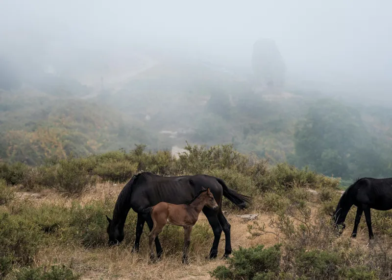 Tablou Canvas, "Mângâierea dimineții în ceață densă", Cai, Pășuni, Ceață, Natură, Mânz, Peisaj, Plante, Dealuri, Sălbăticie, Cer, Verdeață., 70 x 50 cm – poza 2