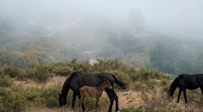 Tablou Canvas, "Mângâierea dimineții în ceață densă", Cai, Pășuni, Ceață, Natură, Mânz, Peisaj, Plante, Dealuri, Sălbăticie, Cer, Verdeață., 90 x 50 cm – poza 2