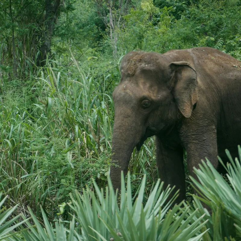 Tablou Canvas, "Elefant printre verdeața densă tropicală", Elefant, Vegetație, Junglă, Verde, Natură, Savană, Trunchi, Timp Liber, 100 x 100 cm – poza 2