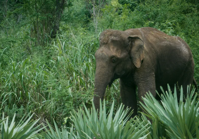 Tablou Canvas, "Elefant printre verdeața densă tropicală", Elefant, Vegetație, Junglă, Verde, Natură, Savană, Trunchi, Timp Liber, 100 x 70 cm – poza 2