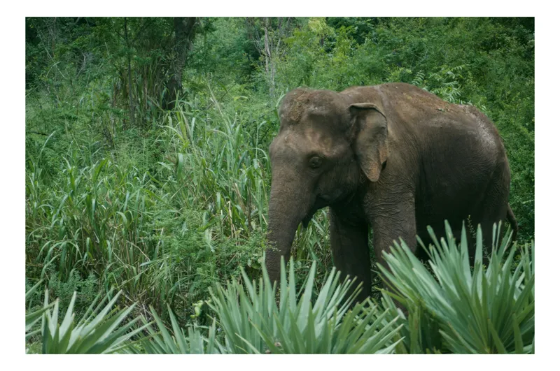 Tablou Canvas, "Elefant printre verdeața densă tropicală", Elefant, Vegetație, Junglă, Verde, Natură, Savană, Trunchi, Timp Liber, 90 x 50 cm