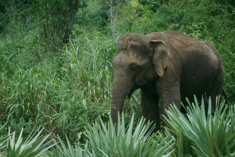 Tablou Canvas, "Elefant printre verdeața densă tropicală", Elefant, Vegetație, Junglă, Verde, Natură, Savană, Trunchi, Timp Liber, 150 x 100 cm – poza 2
