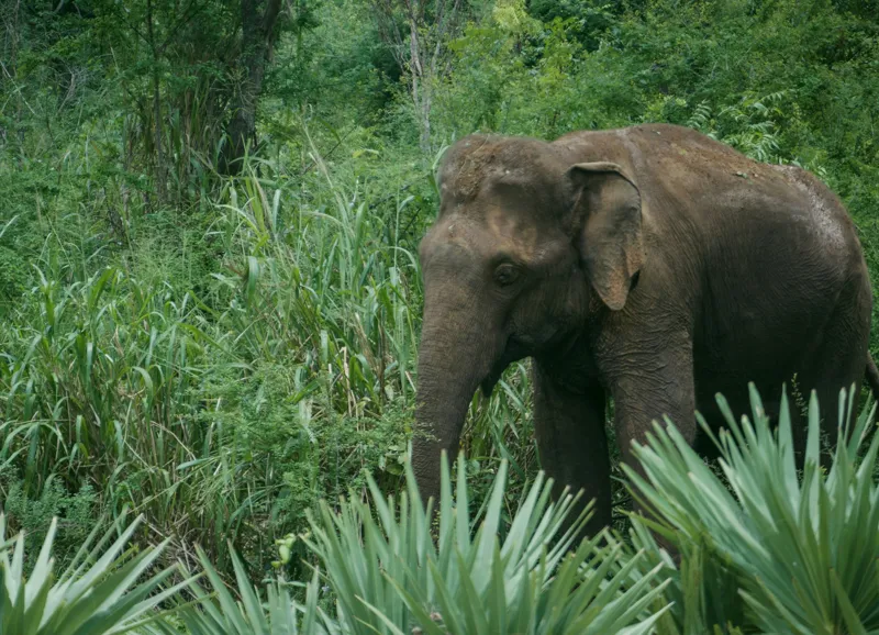 Tablou Canvas, "Elefant printre verdeața densă tropicală", Elefant, Vegetație, Junglă, Verde, Natură, Savană, Trunchi, Timp Liber, 54 x 39 cm – poza 2