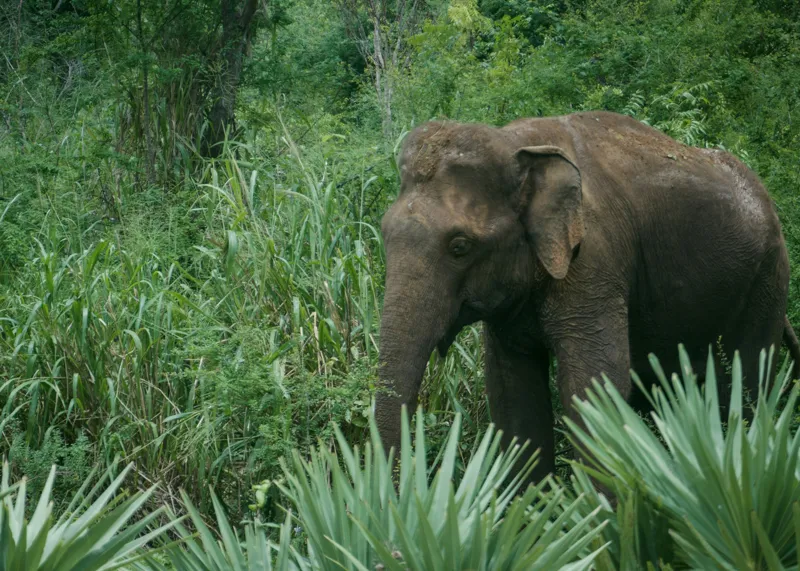 Tablou Canvas, "Elefant printre verdeața densă tropicală", Elefant, Vegetație, Junglă, Verde, Natură, Savană, Trunchi, Timp Liber, 70 x 50 cm – poza 2