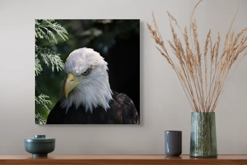 Tablou Canvas, "Destinul măreț al vulturului american", Majestic, Regal, Powerful, Intense, Watchful, Noble, Proud, 50 x 50 cm – poza 4
