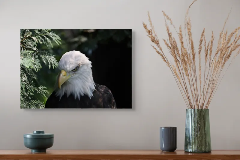 Tablou Canvas, "Destinul măreț al vulturului american", Majestic, Regal, Powerful, Intense, Watchful, Noble, Proud, 54 x 39 cm – poza 4