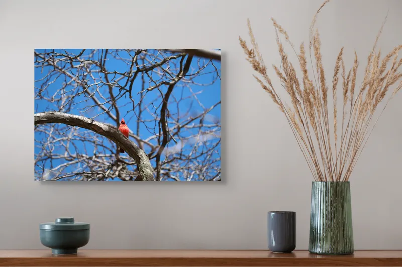 Tablou Canvas, "Cardinalul singuratic în copac uscat", Cardinal, Cer, Crengi, Primăvară, Ramură, Păsări, Natură, Albastru, Contrast, Frumusețe, 54 x 39 cm – poza 4